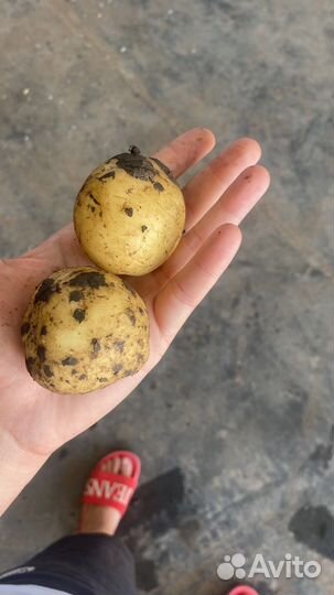 Картошка второй сорт опт