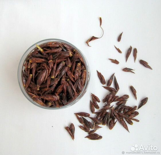 Лекарственные травы ручной сбор