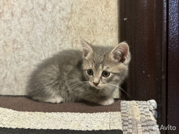 Котёночек в добрые руки