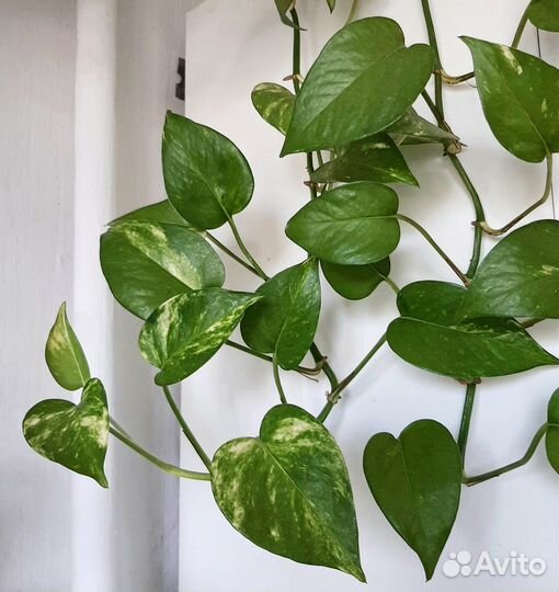 Эпипремнум золотистый