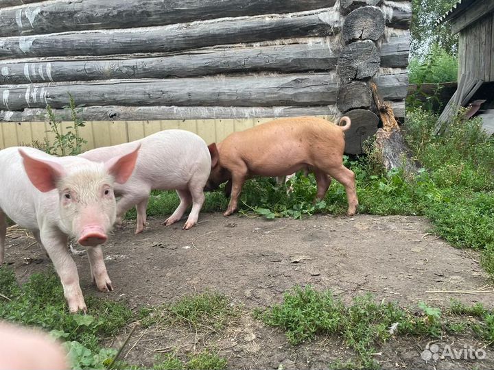 Поросята помесь ландрас дюрок
