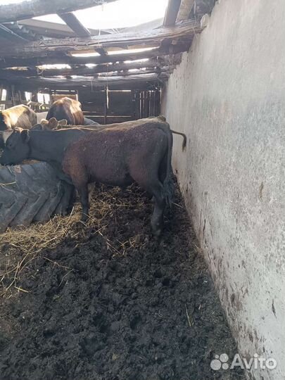 Бычки на откорм
