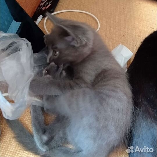 Котёнок в хорошие руки