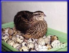 Манжурские перепела