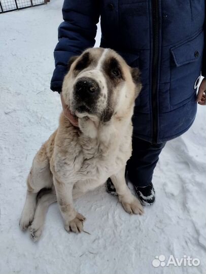 Домашние животные собаки бесплатно