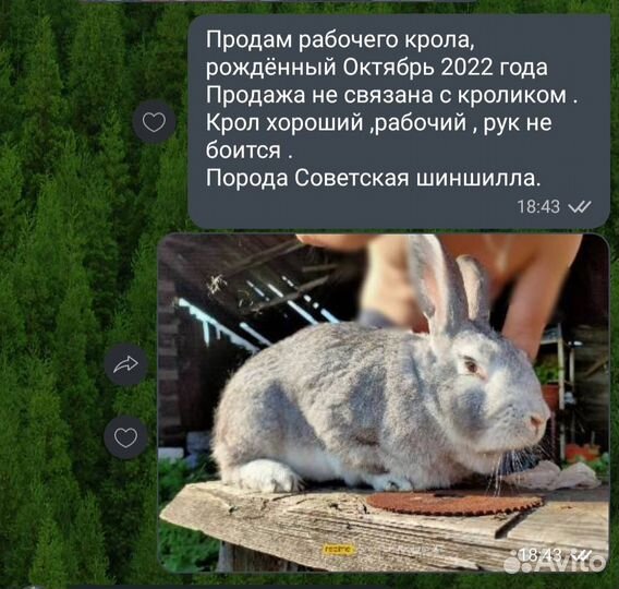 Продам крола