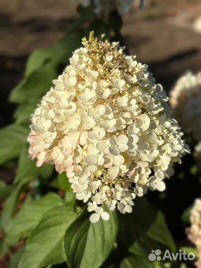 Гортензия метельчатая