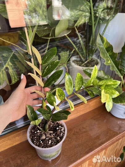 Замиокулькас вариегатный