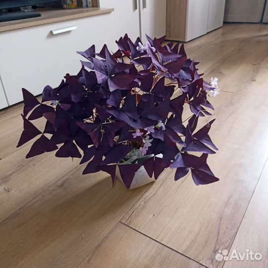 Оксалис безхлорофильный, Кислица