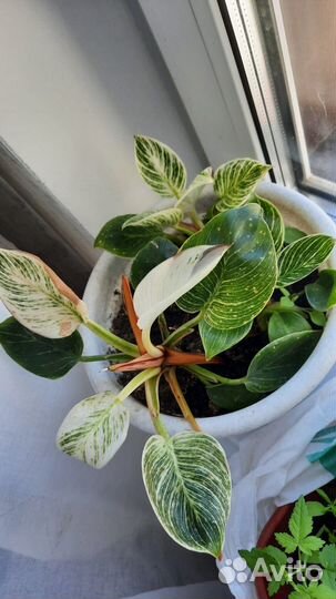 Продам цветы комнатные