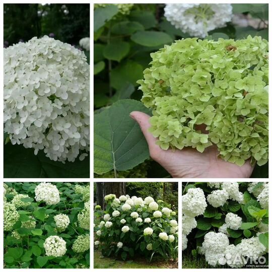 Гортензия саженцы