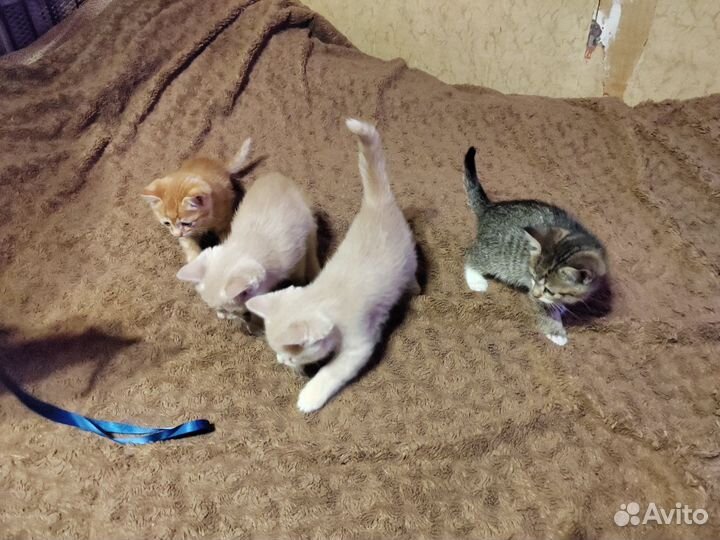 Котята хорошим людям