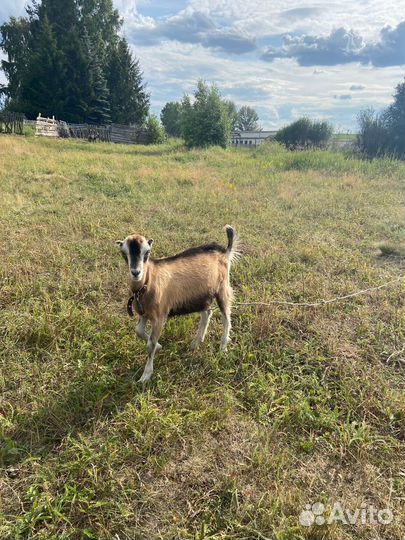 Козел ламанча