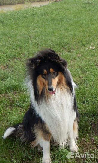 Вязка.Опытный кобель шотландской овчарки (колли)