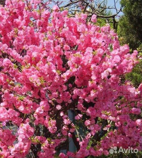 Саженцы миндаля декоративного Анюта