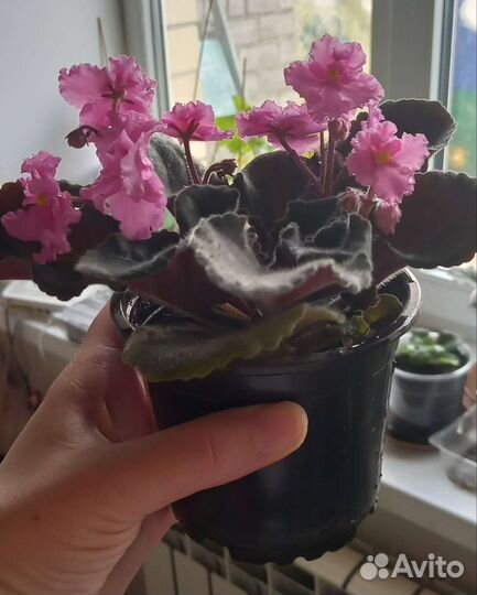 Фиалка розовая махровая