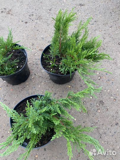 Можжевельник С3 контейнер в ассортименте