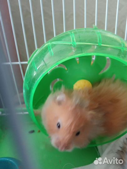 Ангорский хомяк