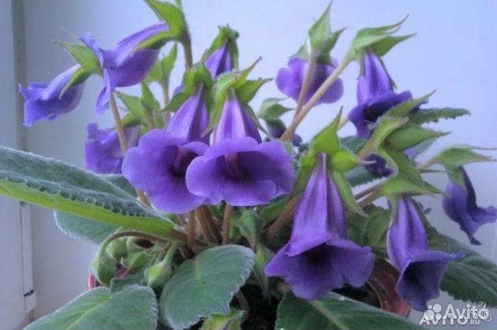 Тидея (фиолетовые колокольчики)