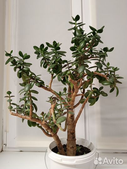 Толстянка (денежное дерево )