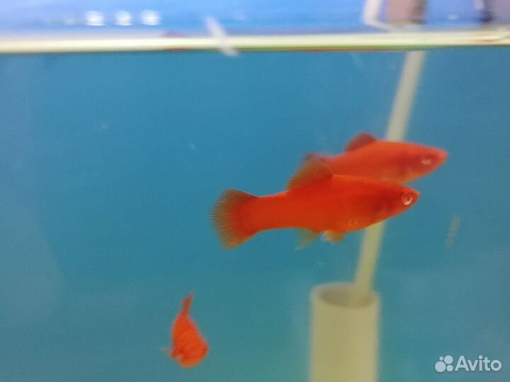 Меченосцы Рубин Анциструс Голд Мхи