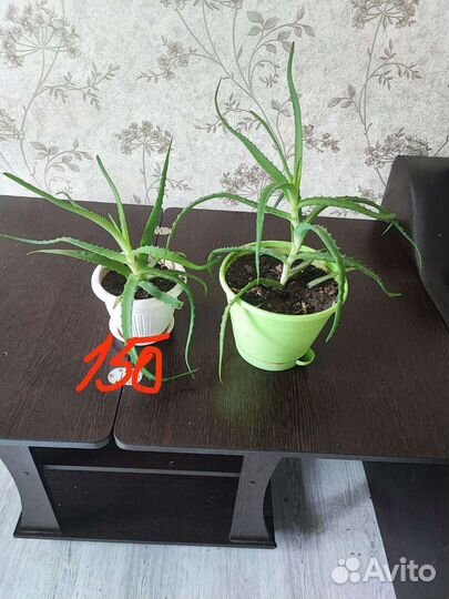 Алое столетник