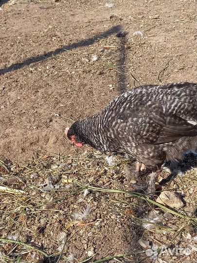 Петушки на племя