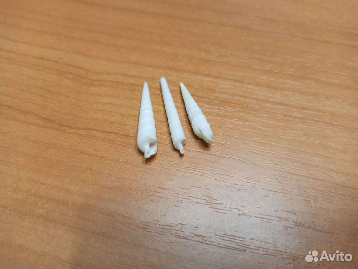 Морская раковина