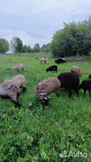 Романовские овцы