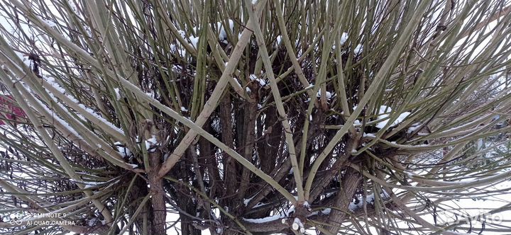 Прутья ивы для плетения