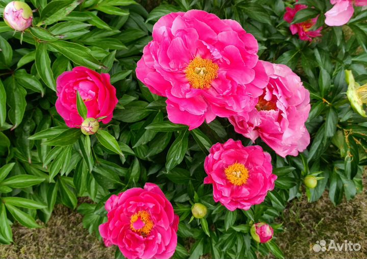 Пионы разные