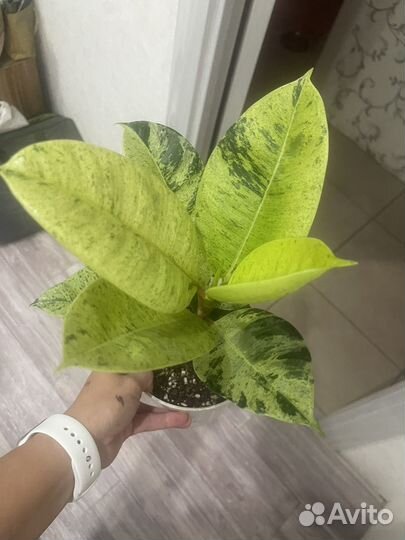 Фикус шриверидиана,Юкка, драцена маргината