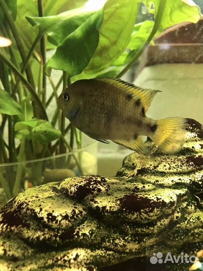 Цихлазома Седжика