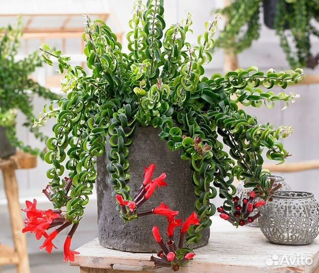 Эсхинантус Лобба красный