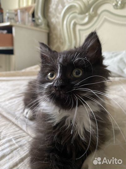 Котенок в дар бесплатно