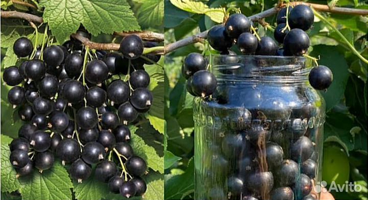 Саженцы смородины лучия