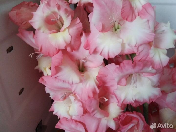 Гладиолусы луковицы