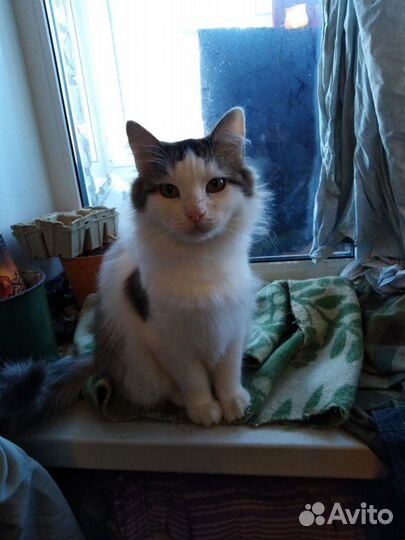 Спокойная и ласковая Машуля ищет дом