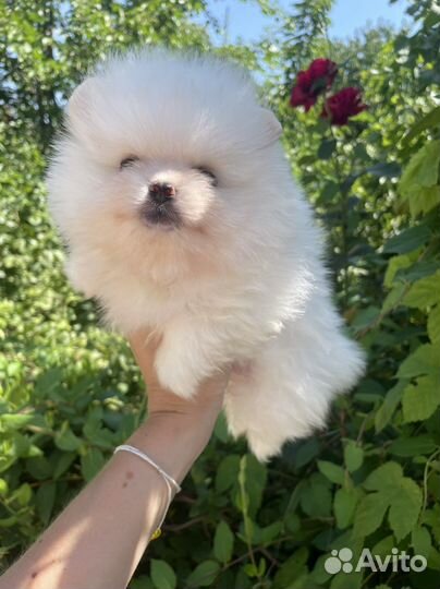 Щенки померанского шпица