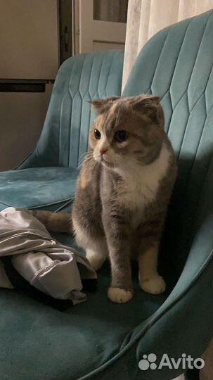 Шотландская вислоухая кошка