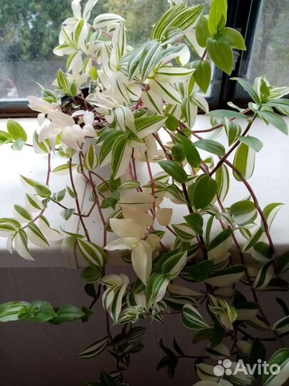 Традесканции сортовые