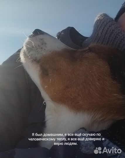 Собака в добрые руки отдам бесплатно