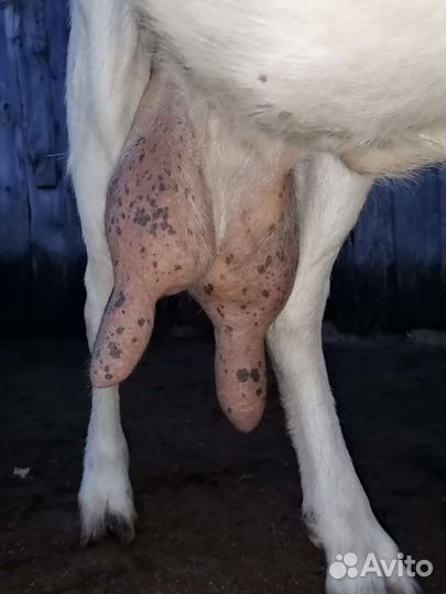 Коза с козлятами