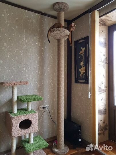 Когтеточка 