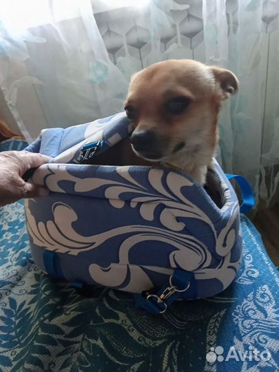 Сумка для маленьких собак