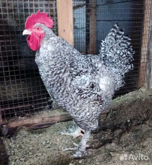 Петушки на племя мехеленская кукушка