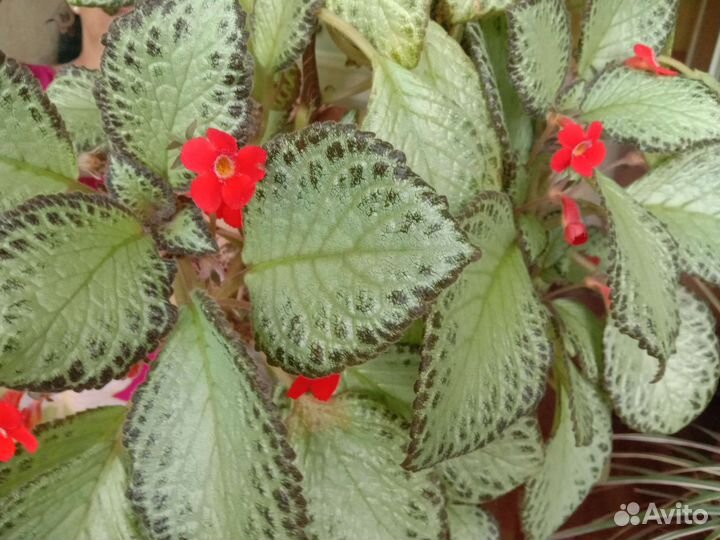 Эписция Silver sheen (Серебряное сияние)