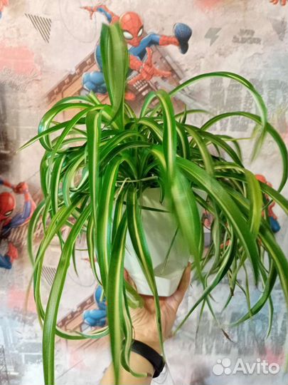 Хлорофитум бонни