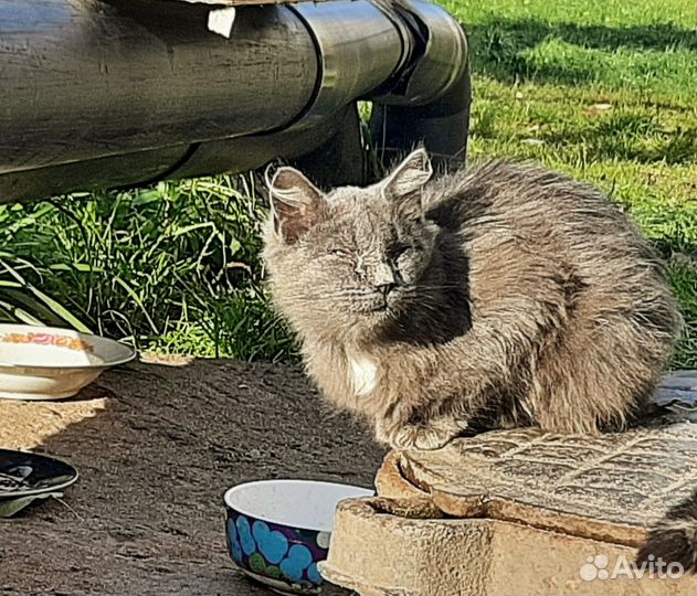 Котенок мейн-кун на улице