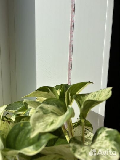 Эпипремнум хэппи лиф лиана, liana, сциндапсус